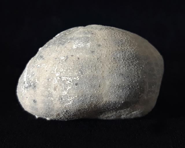 Micraster glyphus SCHLTER 1869 - Bild © FossNet FossilienStore